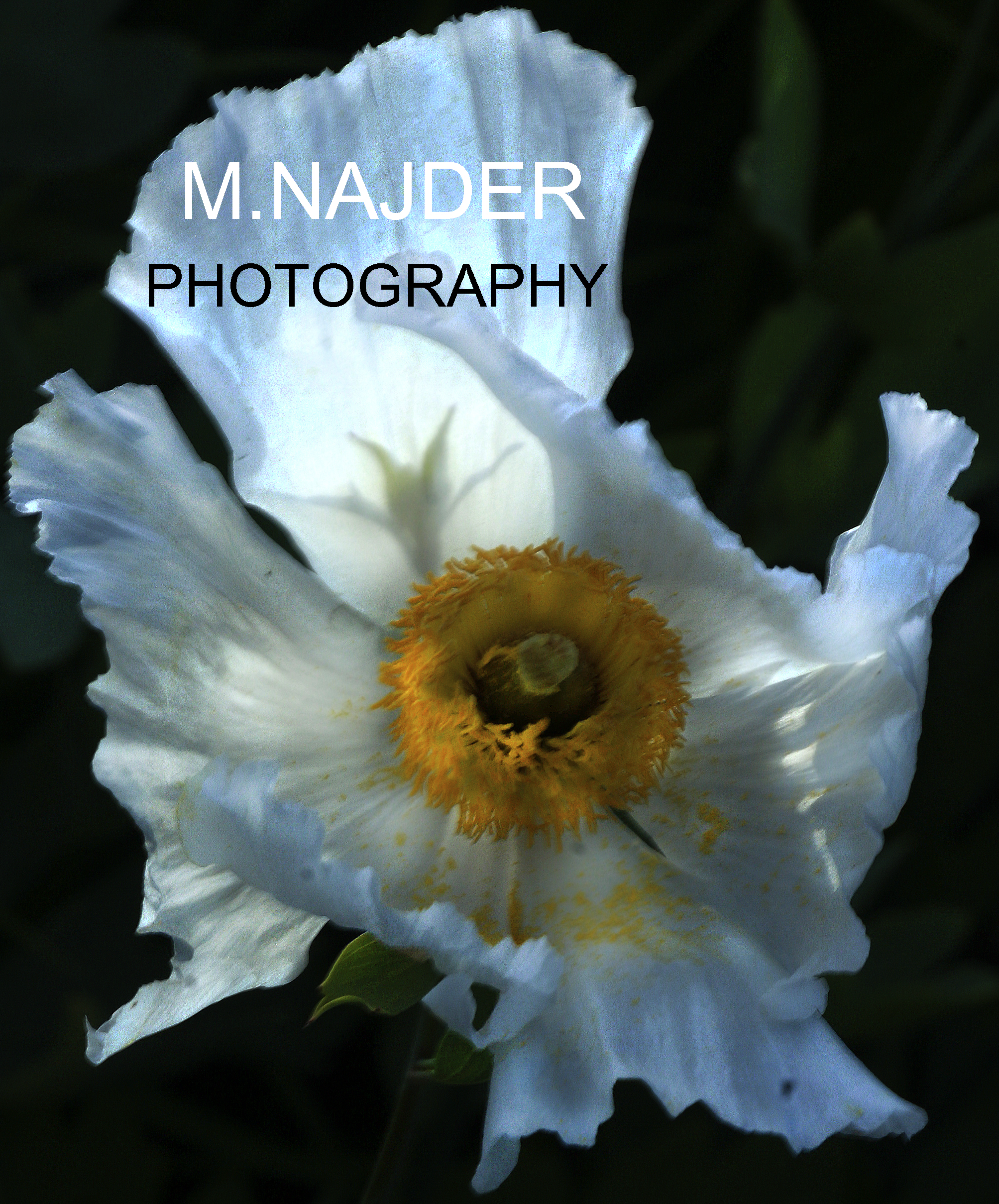 photography M.Najder